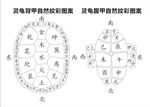 灵龟背甲腹甲自然纹理二十四节气
