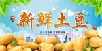 新鲜土豆