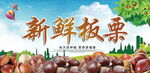 新鲜板栗