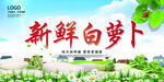 新鲜白萝卜
