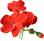 天竺葵  花朵 免抠图素材