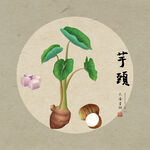 手绘芋头