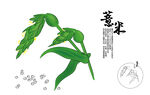 薏米