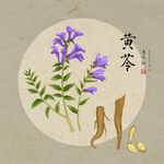 手绘黄芩