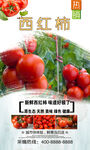 西红柿