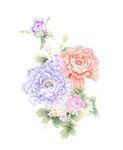 手绘高清花卉