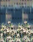 大牌 水彩花  手绘花