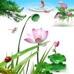 荷花 蜻蜓 金鱼 瓢虫