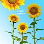 向日葵抠图