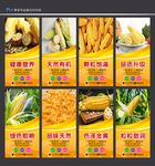玉米种子