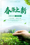 春茶上新
