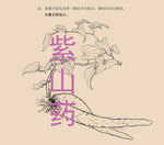 紫山药线描