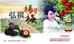 杨梅