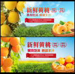 新鲜黄桃