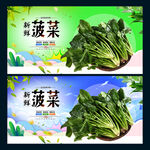 菠菜