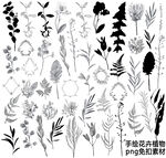 手绘花卉植物