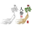 人参线描图