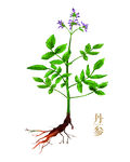 丹参手绘
