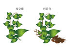何首乌手绘