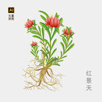 红景天手绘 
