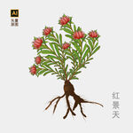 红景天手绘 