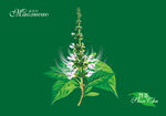 猫须草手绘