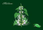 猫须草手绘 