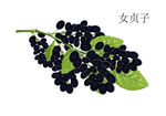女贞子手绘