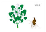 手绘淫羊藿