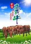 土黄牛