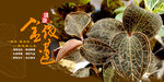 金线莲 