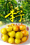 李子