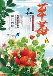 摘草莓