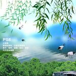 柳枝 柳条