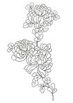 黑白菊花花卉设计