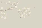 花鸟