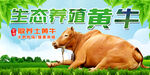 黄牛海报