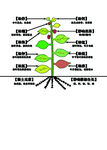 植物缺素图
