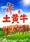 黄牛