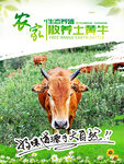 黄牛海报