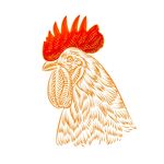 金鸡手绘