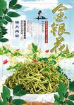 金银花