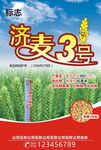 小麦海报  