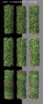 绿化墙植物