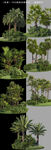棕榈树木绿化