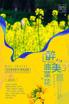油菜花
