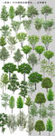 后期园林绿化树木图片
