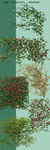 花架爬藤植物 