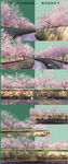 樱花公园风景