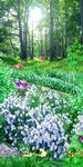 梦幻树林花海走道玄关
